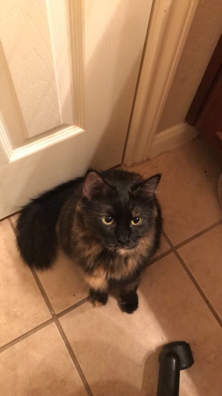 Image of Mina Kitty, Lost Cat