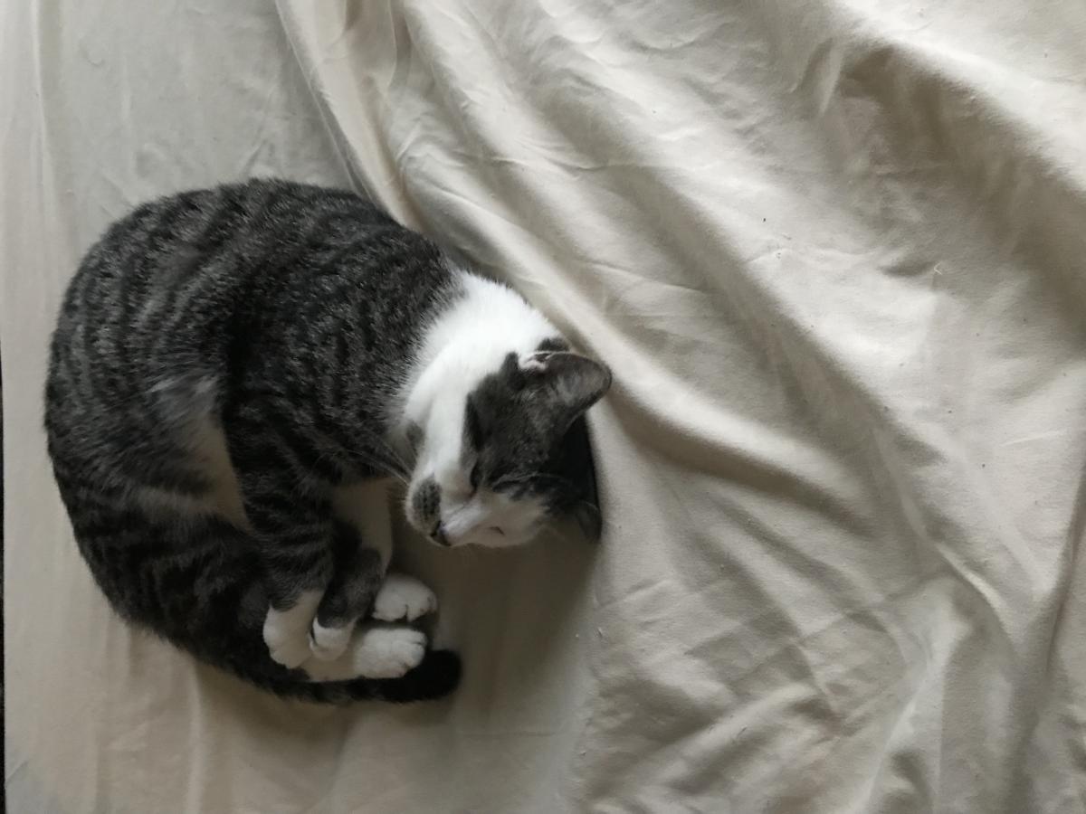 Image of Kitten Bou, Lost Cat