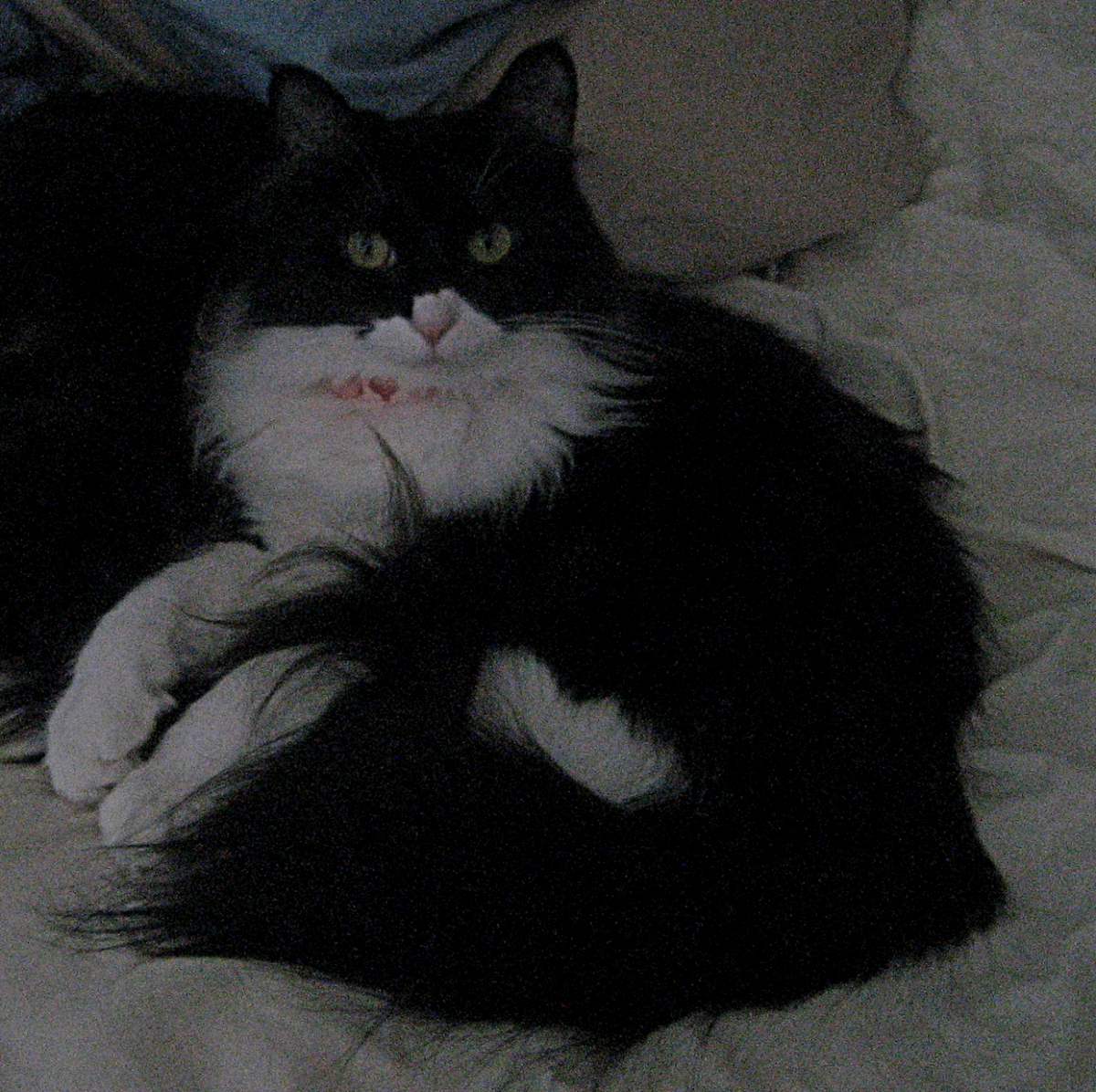 Image of Zorra, Lost Cat