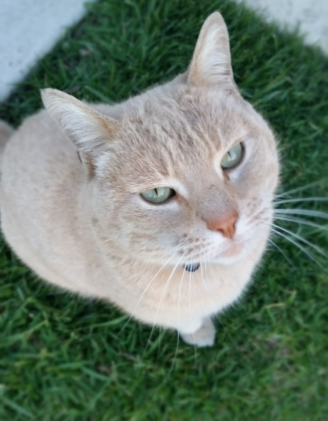 Image of Chubbs, chubbers, Lost Cat