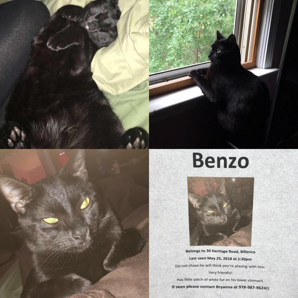 Image of Benzo, Lost Cat