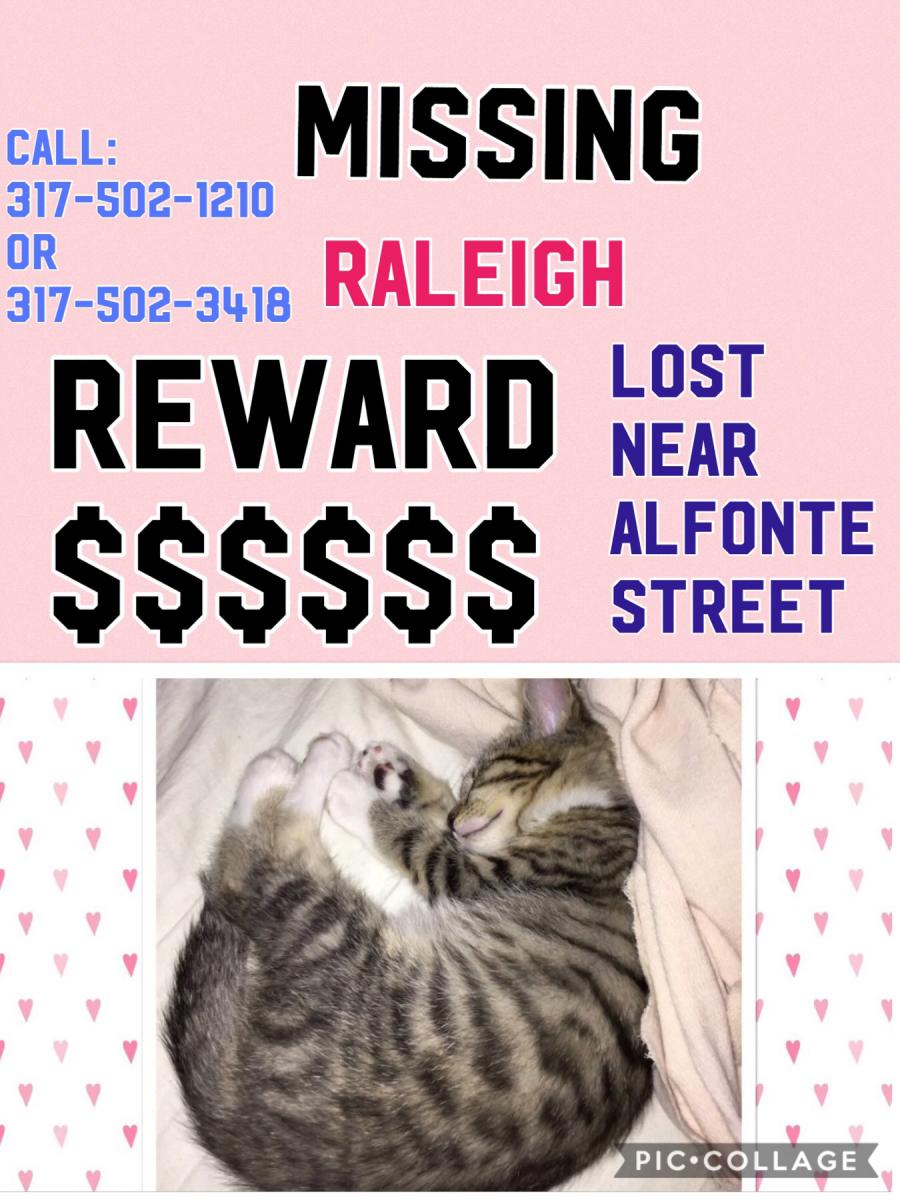 Image of raleigh, Lost Cat