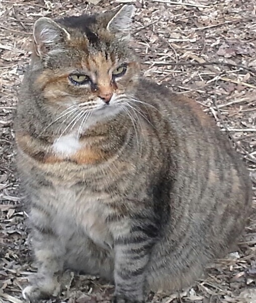 Image of Sweetie, Lost Cat