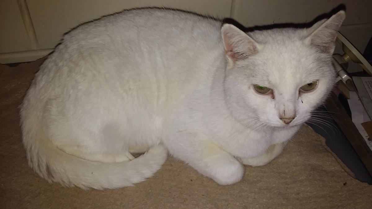 Image of Frosty, Lost Cat