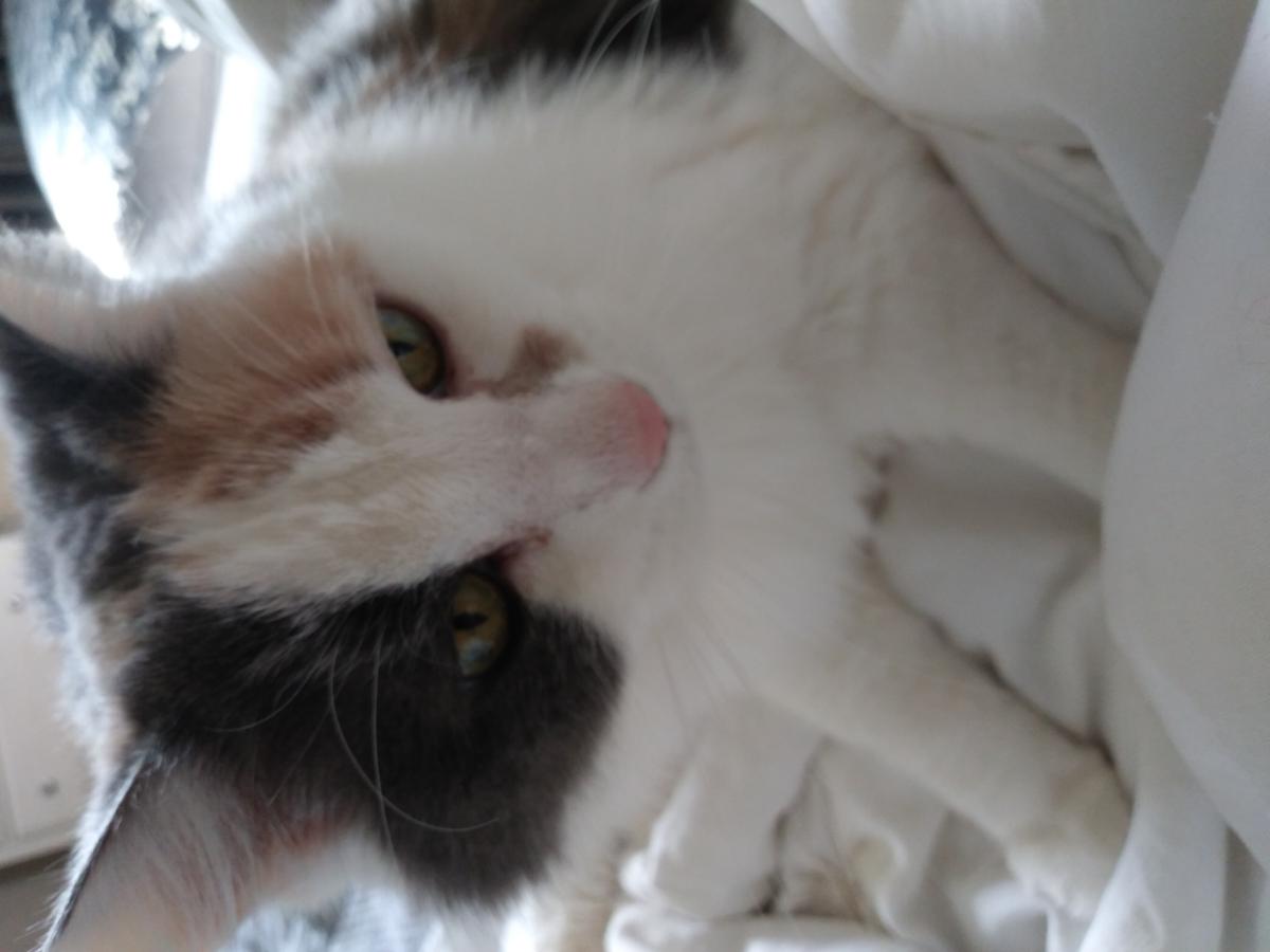 Image of Kittie, Lost Cat