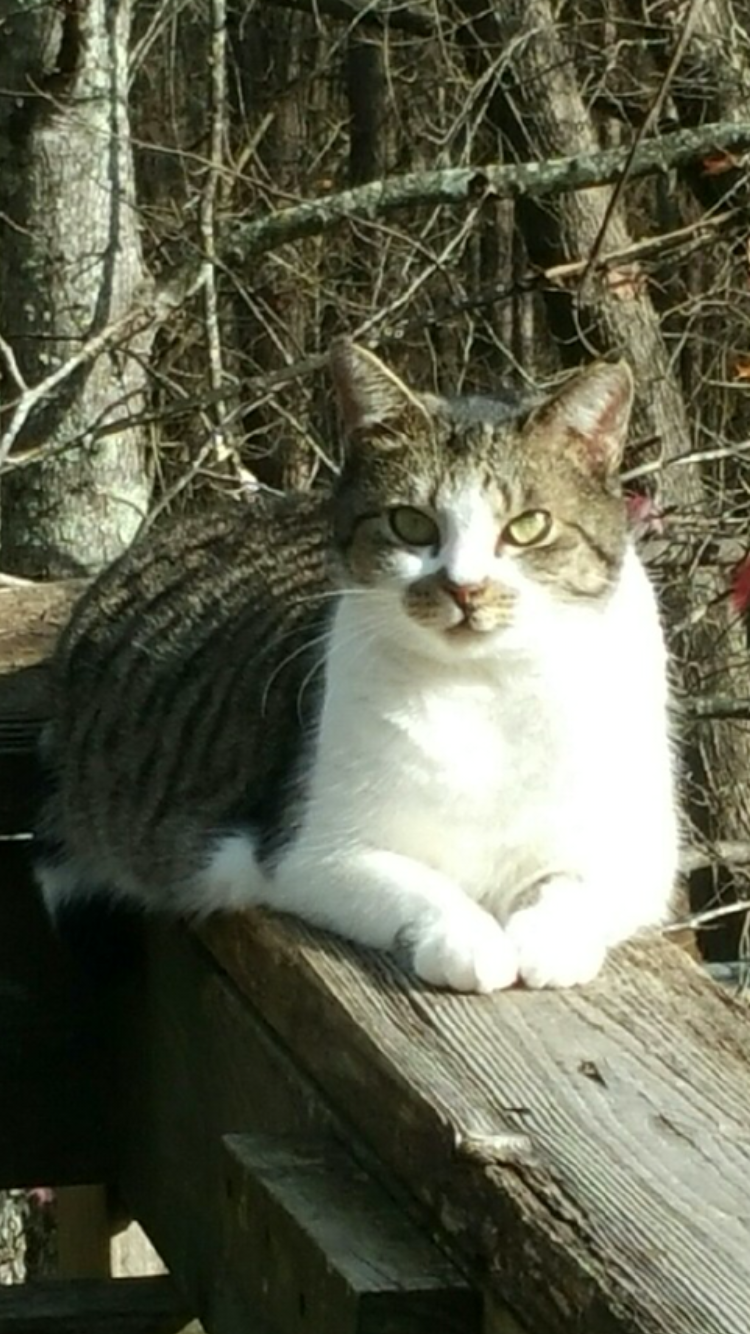 Image of Zazzle, Lost Cat