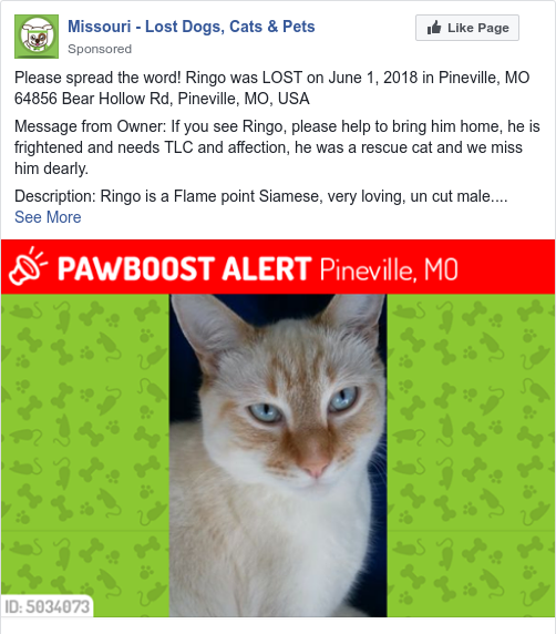 Image of Ringo, Lost Cat