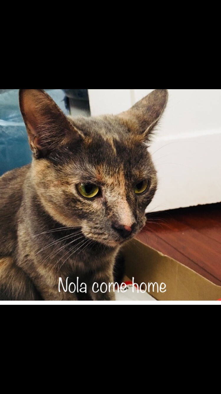 Image of Nola, Lost Cat