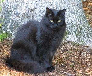 Image of Aria, Lost Cat