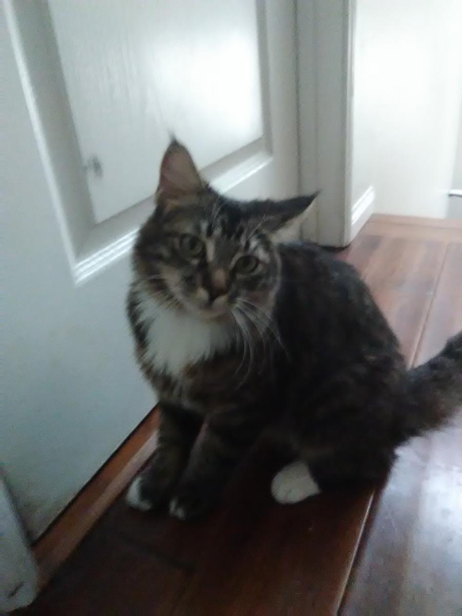 Image of Tiger Lilly, Lost Cat