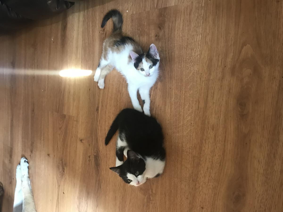 Image of Lucky and Patches, Lost Cat