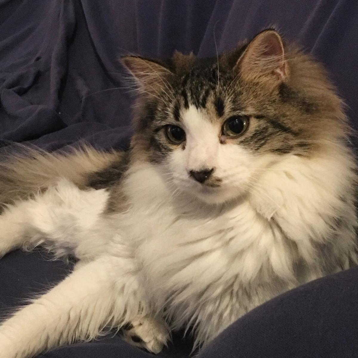 Image of Mr Peabody, Lost Cat