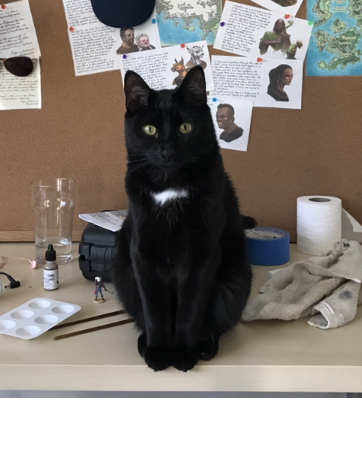 Image of Neville, Lost Cat