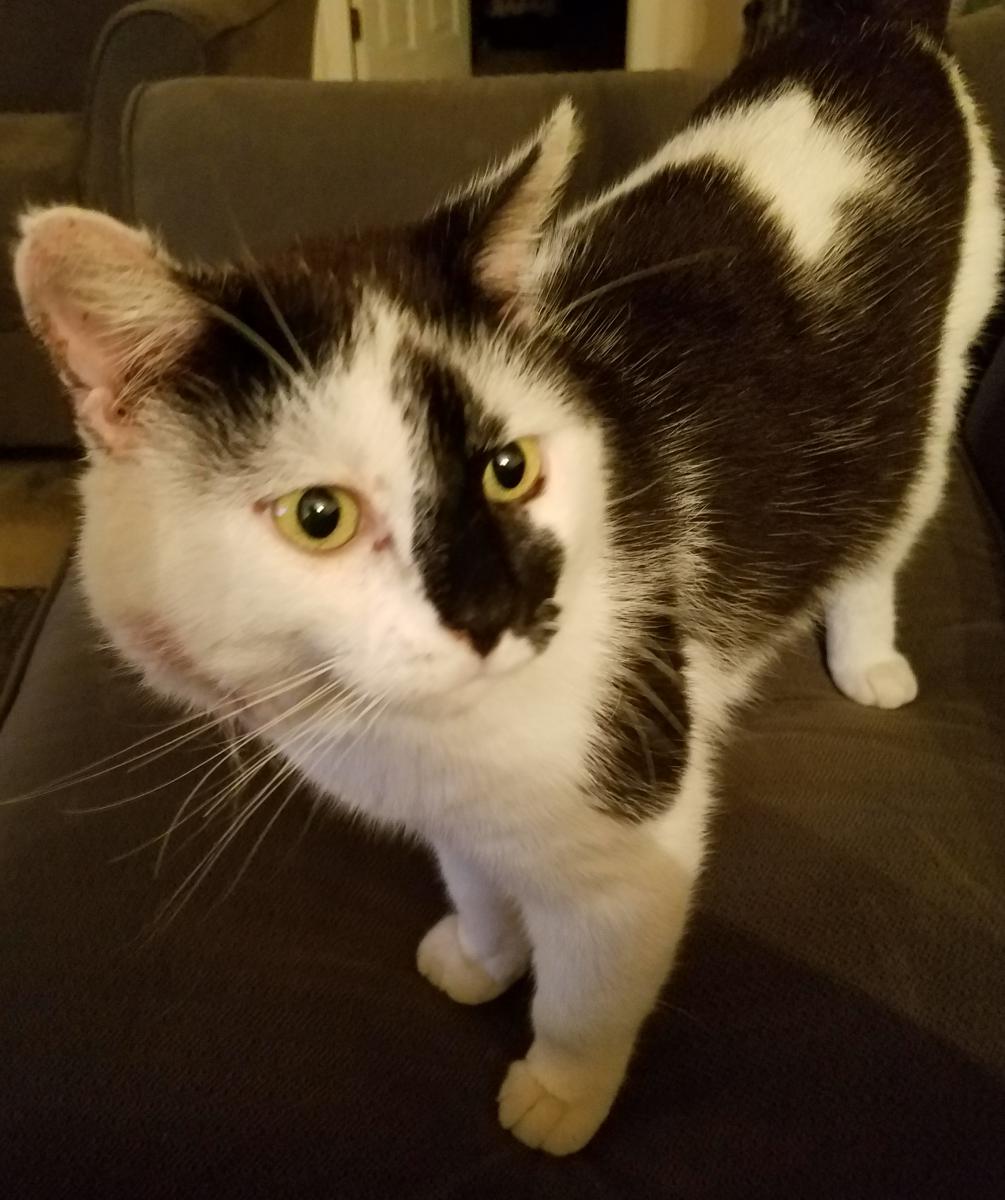 Image of Moo, Lost Cat