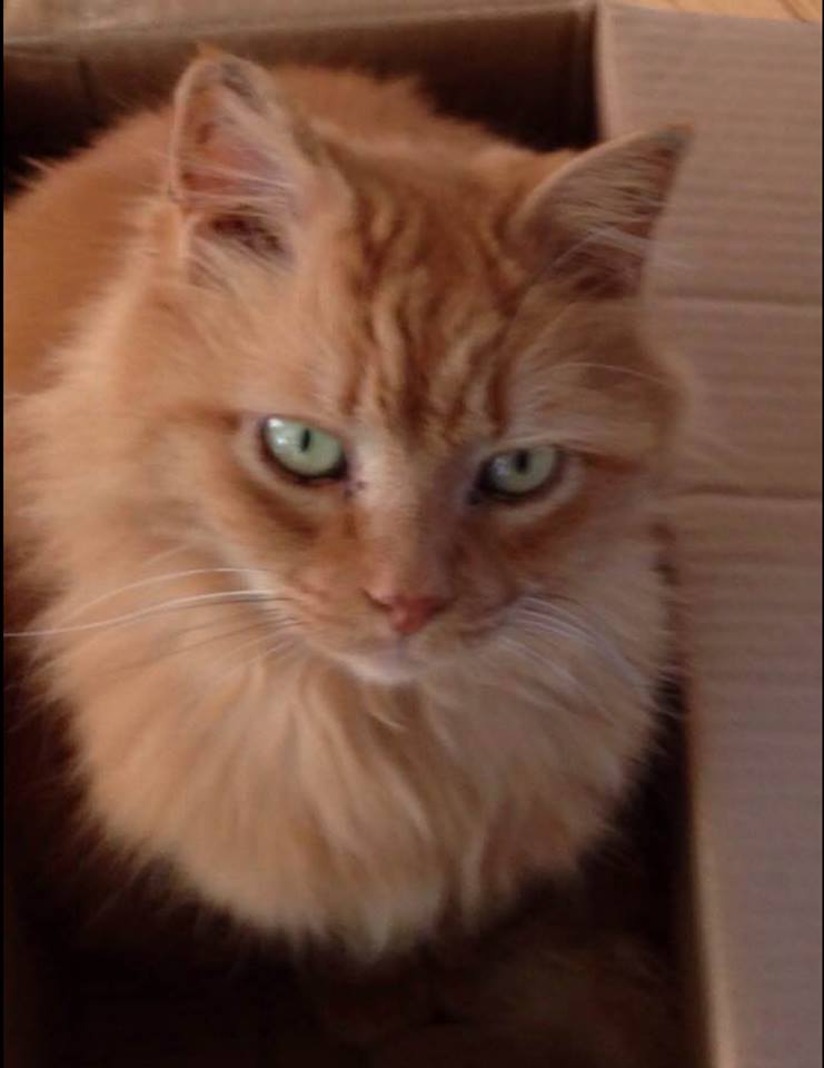 Image of Buttercup, Lost Cat