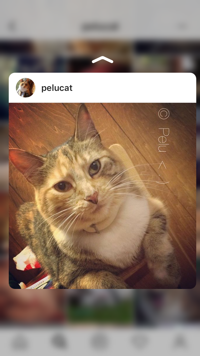 Image of Pelu, Lost Cat