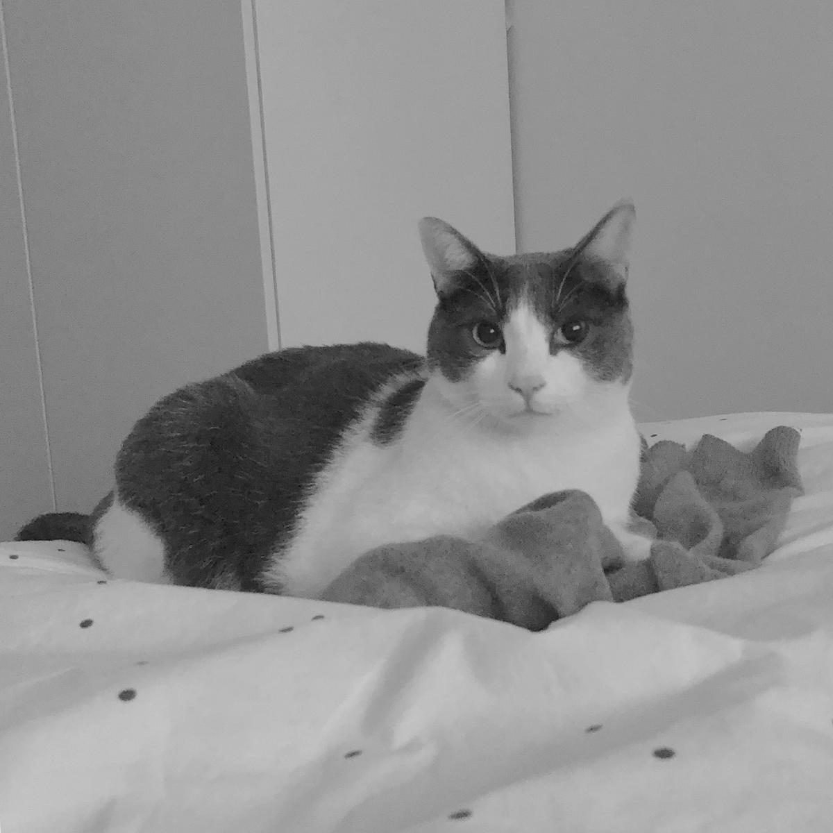 Image of Jackson Pawlick, Lost Cat