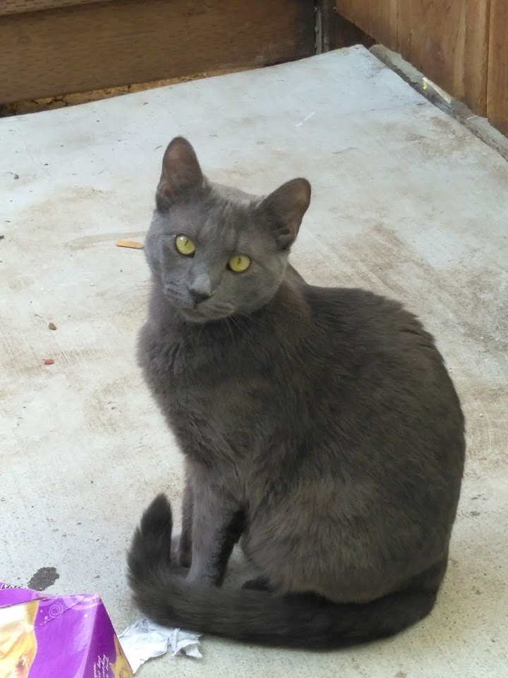 Image of Blue, Lost Cat