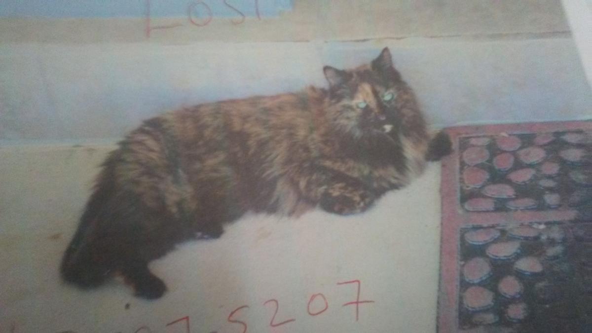Image of Emily, Lost Cat