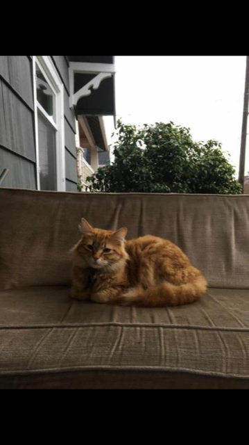 Image of Cory, Lost Cat