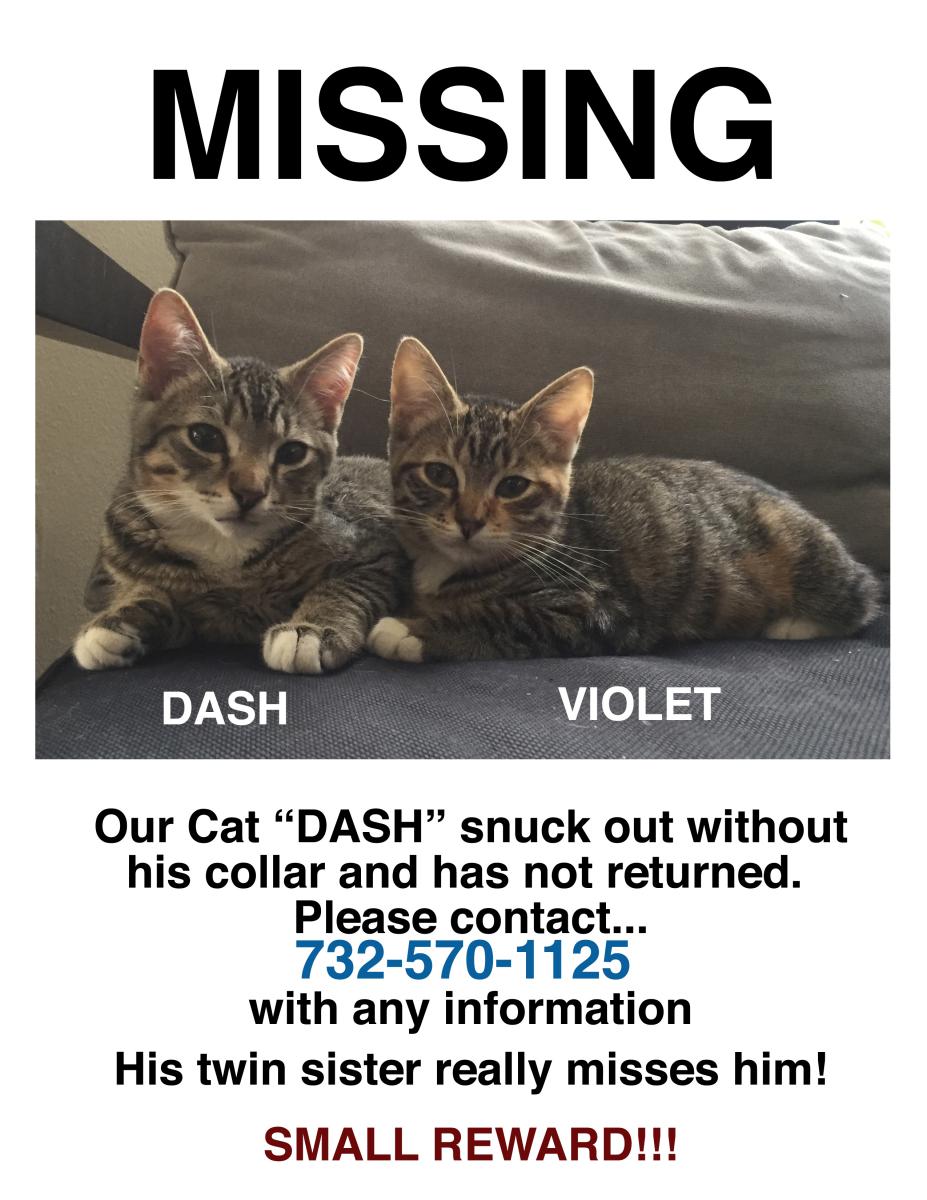 Image of Dash, Lost Cat