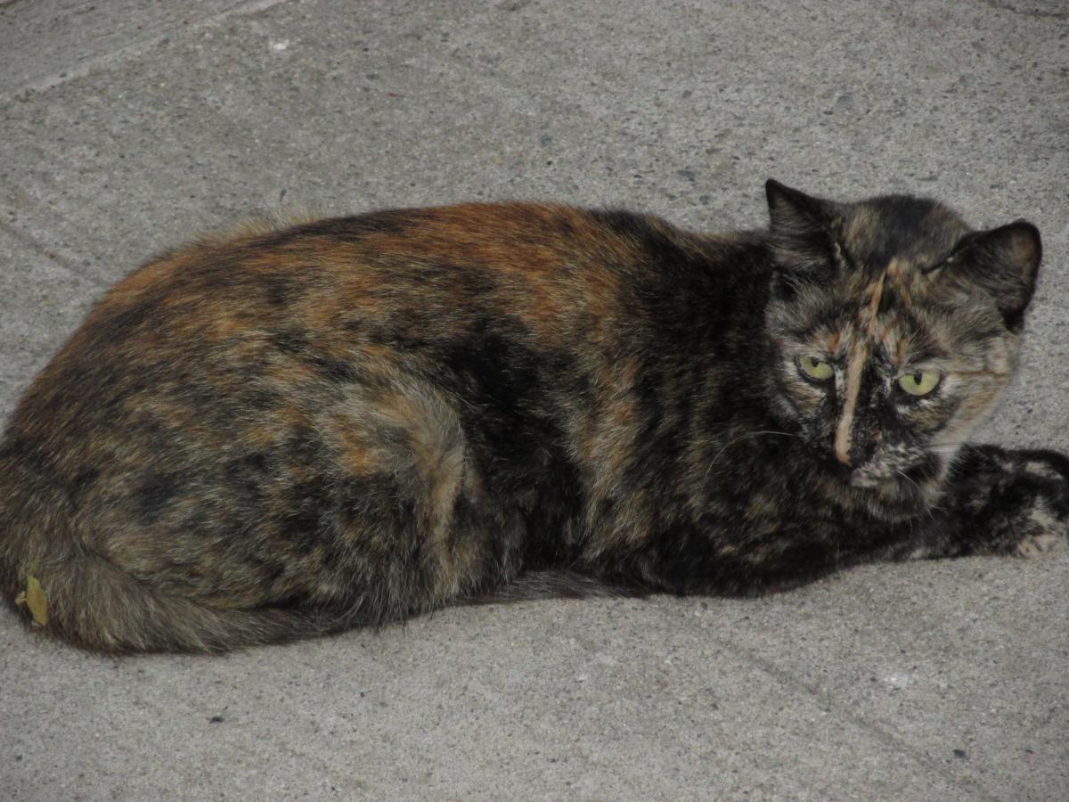 Image of Hopscotch, Lost Cat