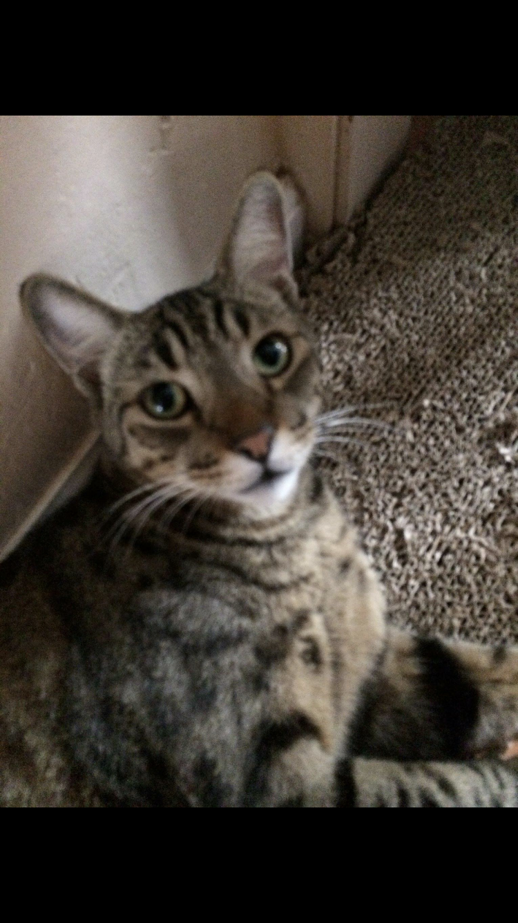 Image of Kai, Lost Cat