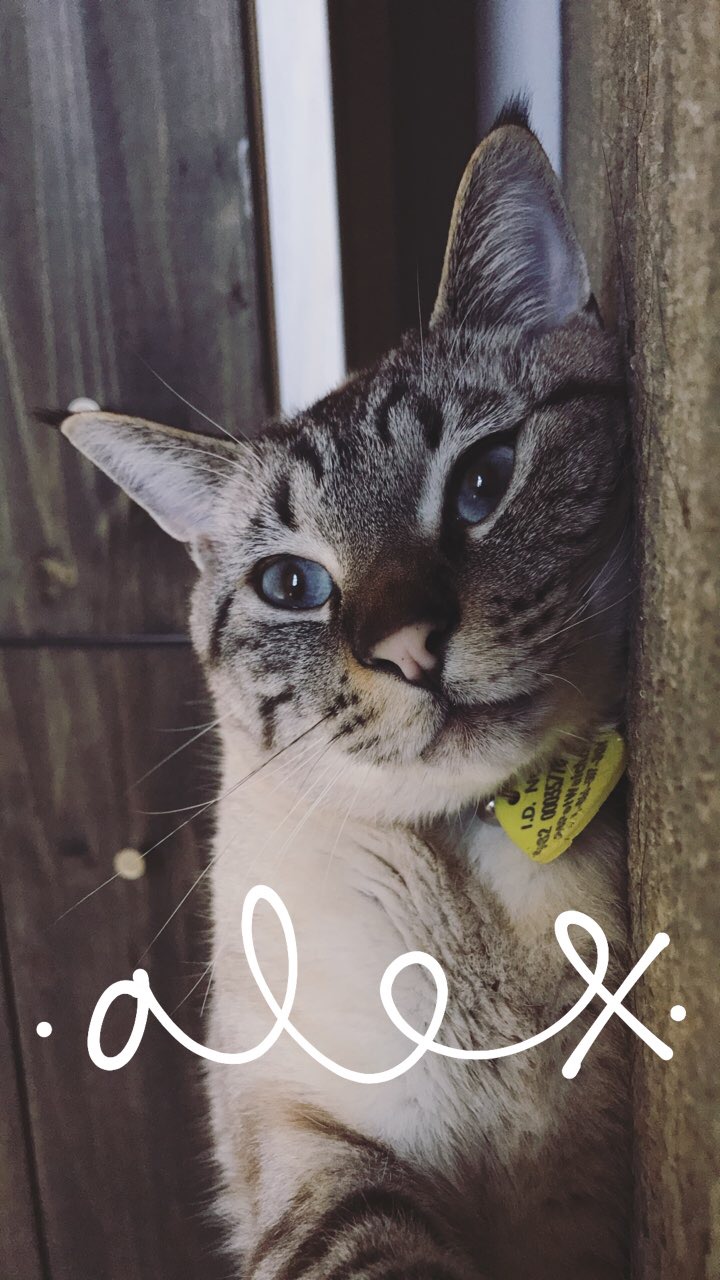 Image of ALEX, Lost Cat