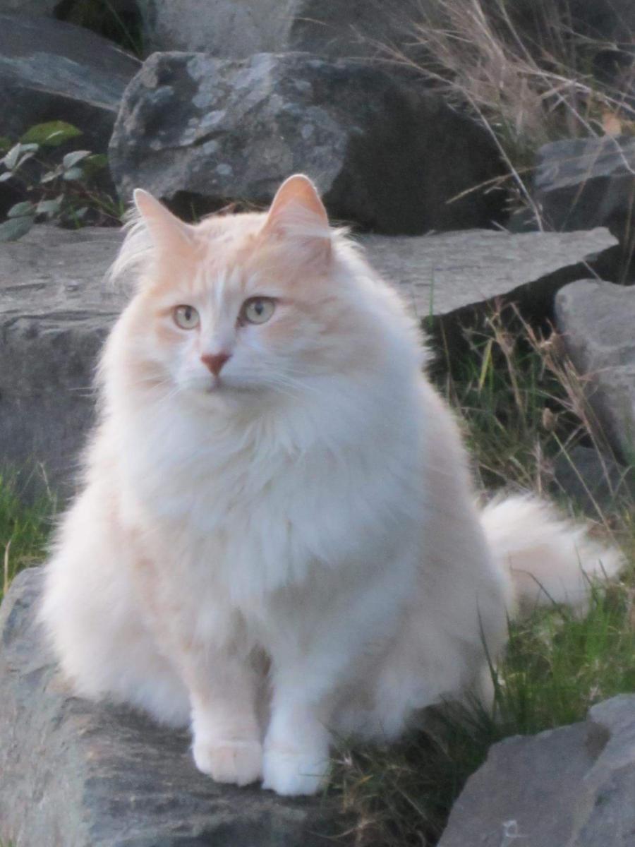 Image of Skookum, Lost Cat