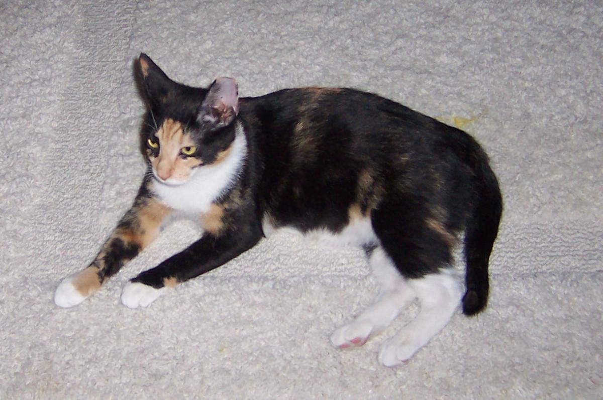Image of Cally, Lost Cat