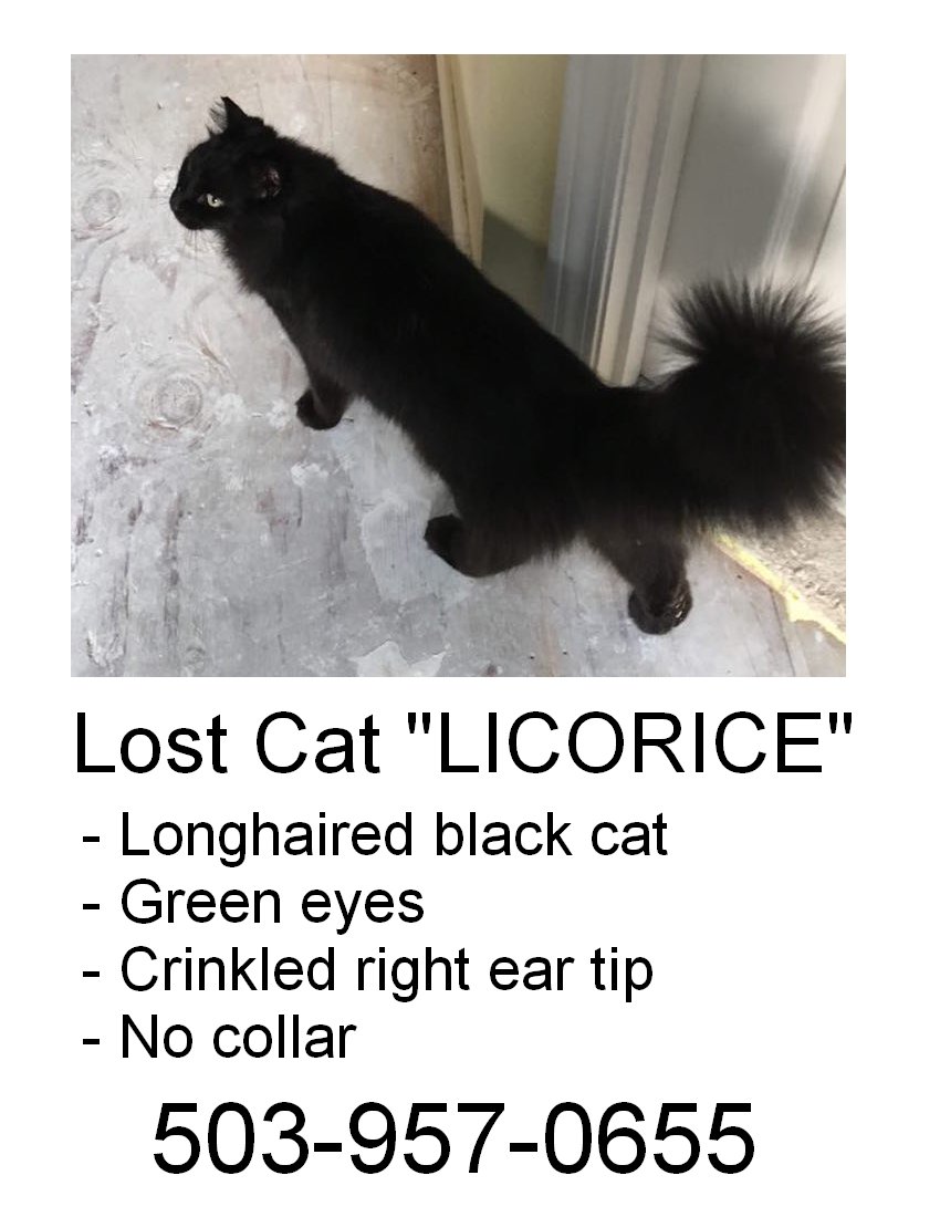 Image of Licorice, Lost Cat