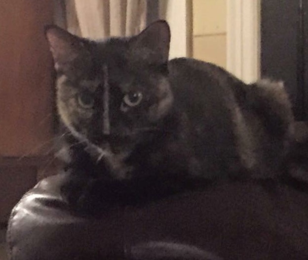 Image of Echo, Found Cat