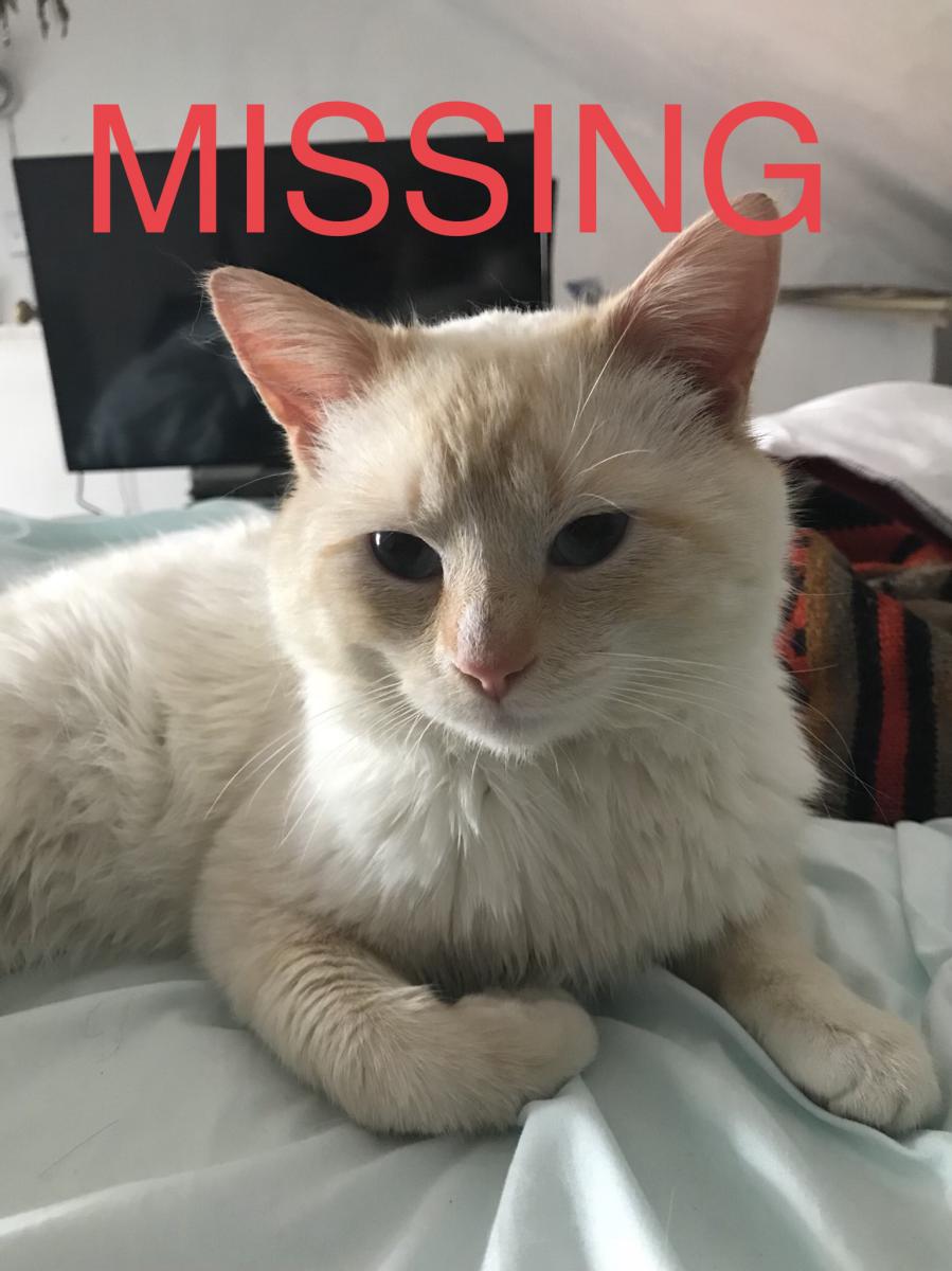 Image of Chef, Lost Cat