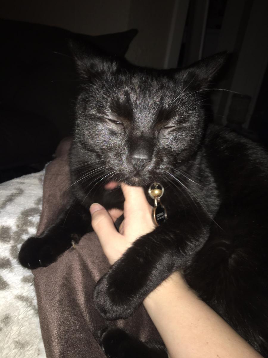 Lost Cat Other in FULLERTON, CA Lost My Kitty
