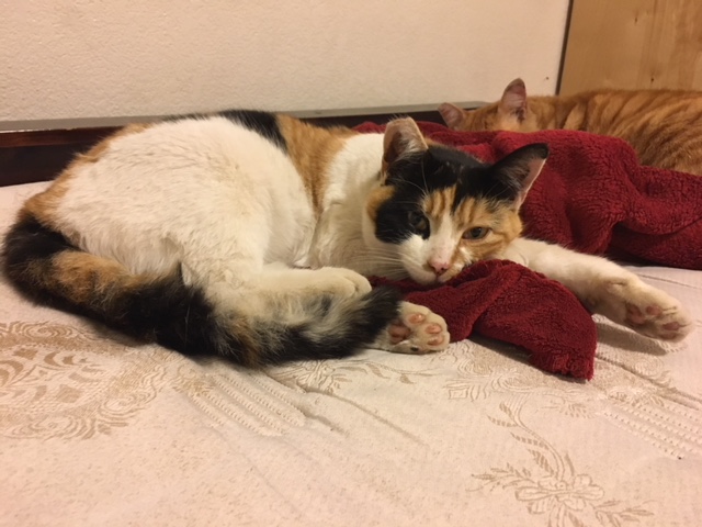 Image of Madeleine, Lost Cat