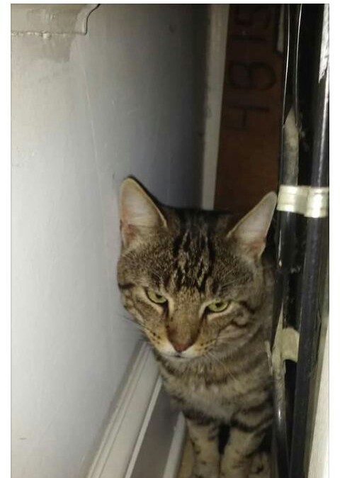 Image of sawyer, Lost Cat