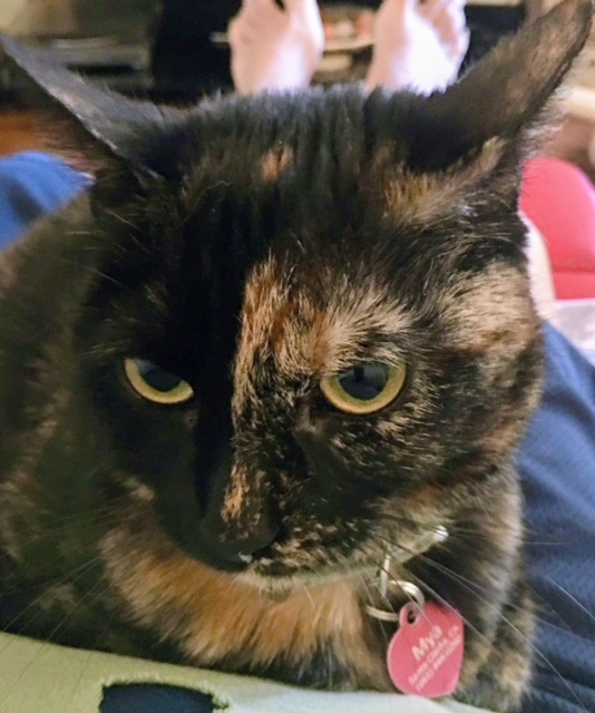 Image of Mya, Lost Cat