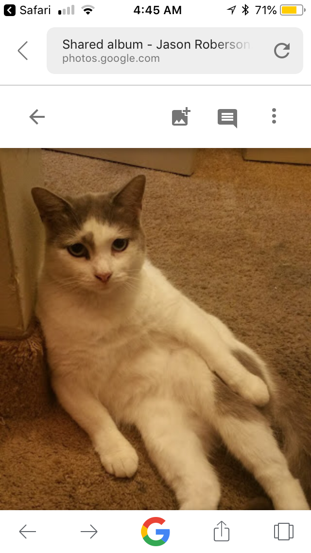 Image of Buscuits, Lost Cat