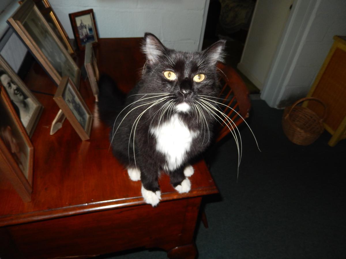 Image of Charlie or Muffins, Lost Cat