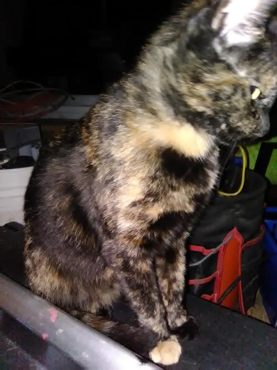 Image of Spidermonkey, Lost Cat