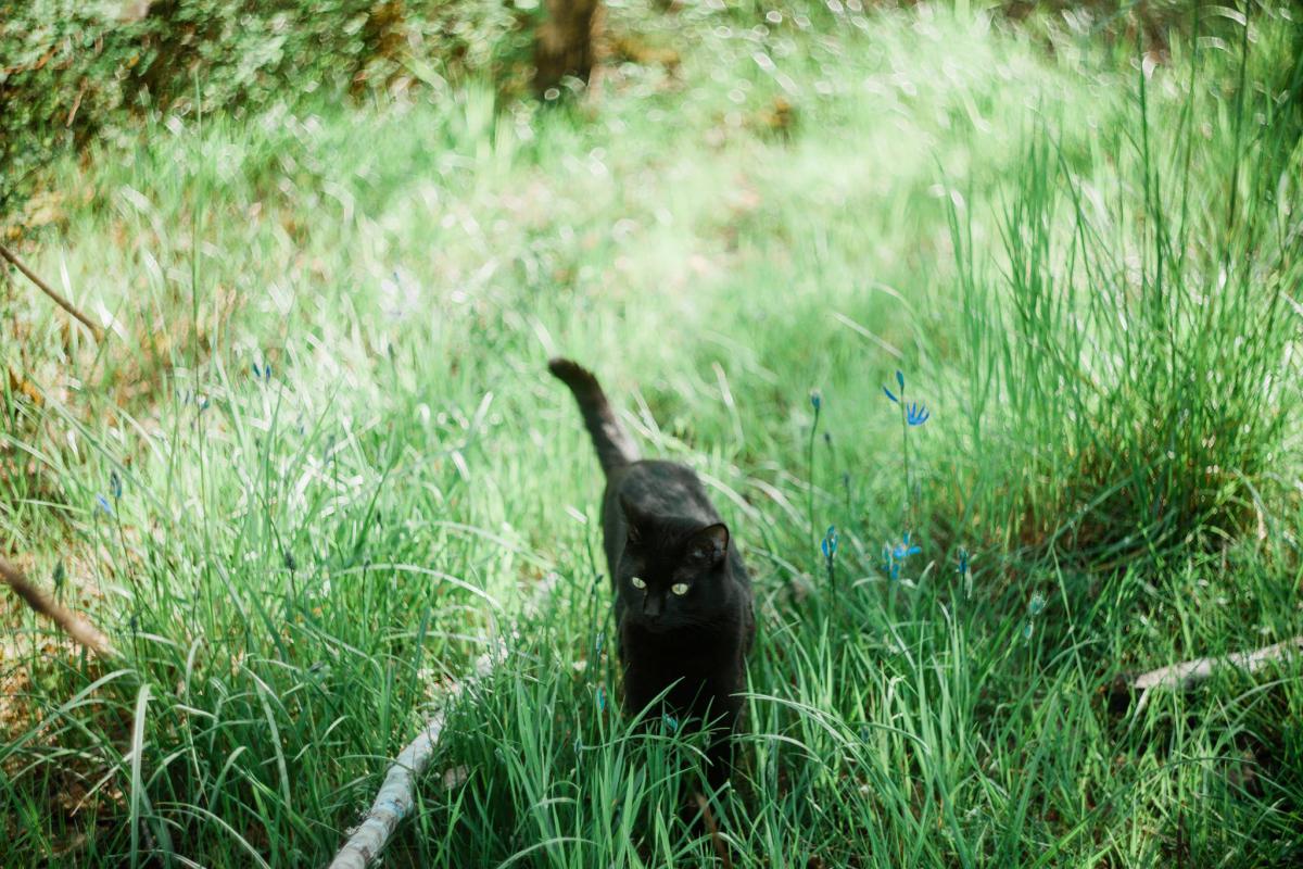 Image of Mischief, Lost Cat