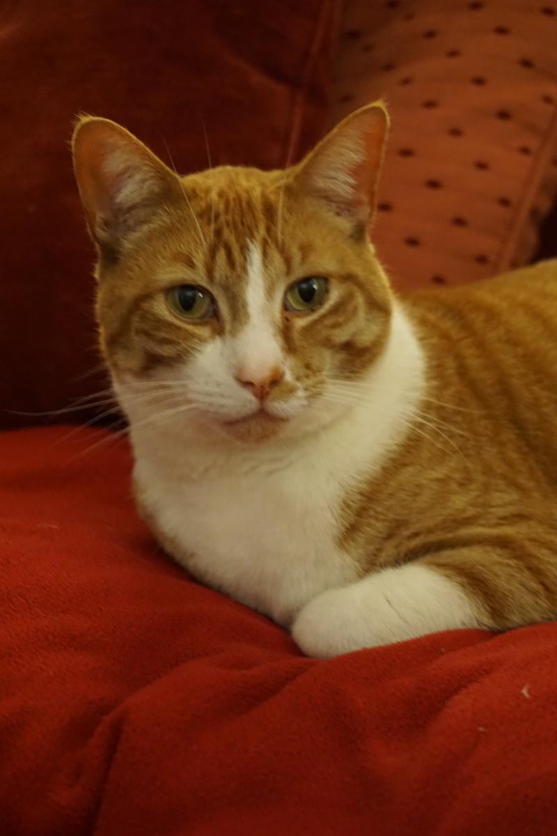 Image of Holden, Lost Cat