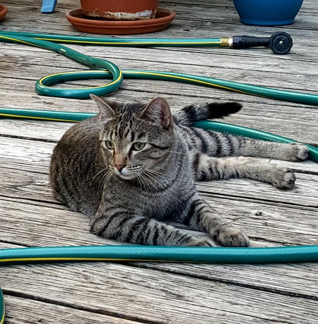 Image of Gibson, Lost Cat