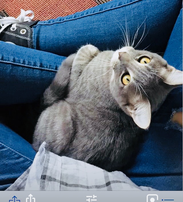 Image of Uno, Lost Cat