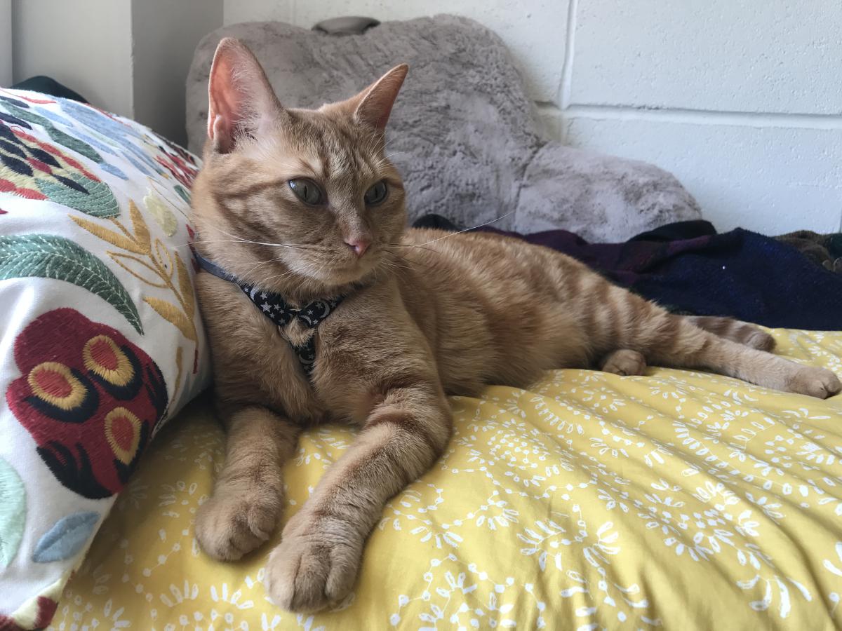Image of Ginger, Lost Cat
