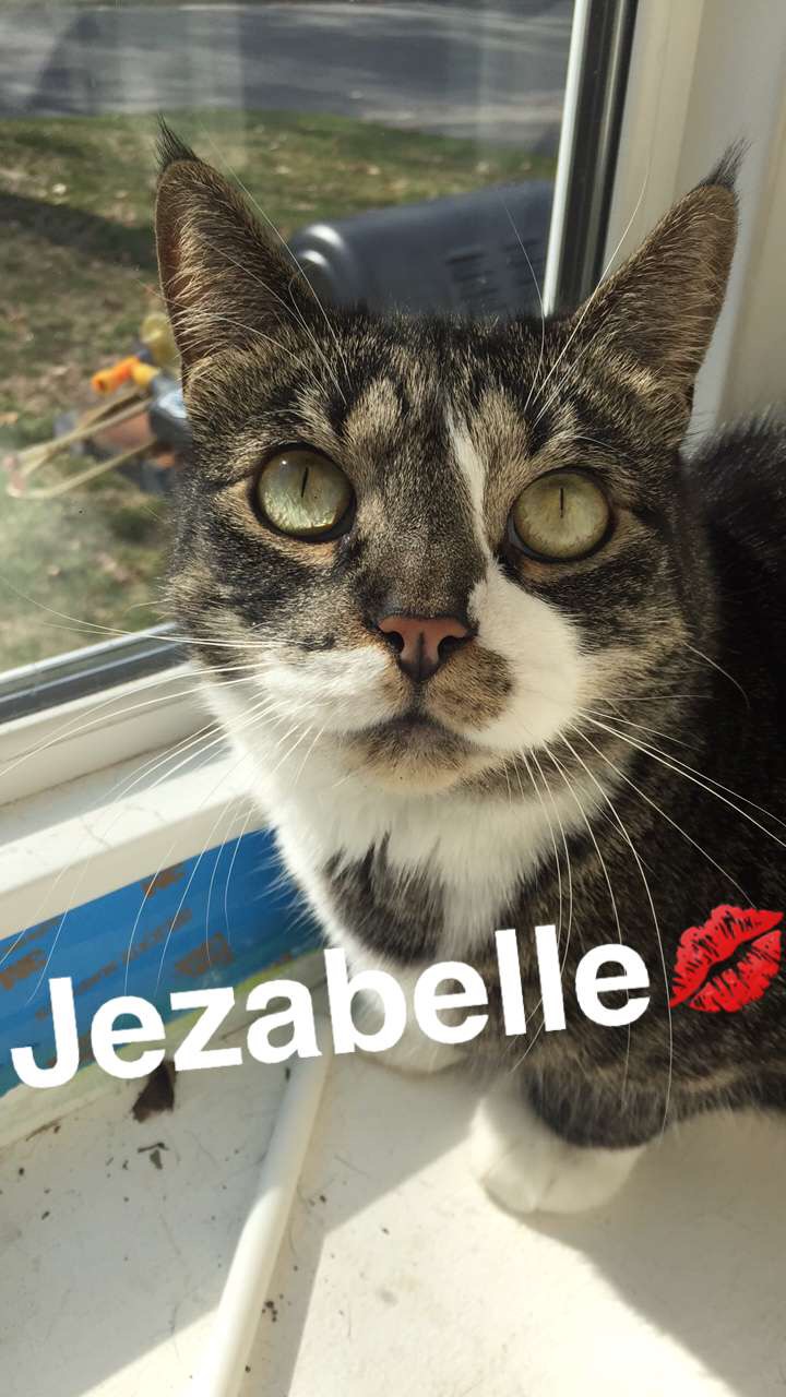 Image of Jezabelle, Lost Cat