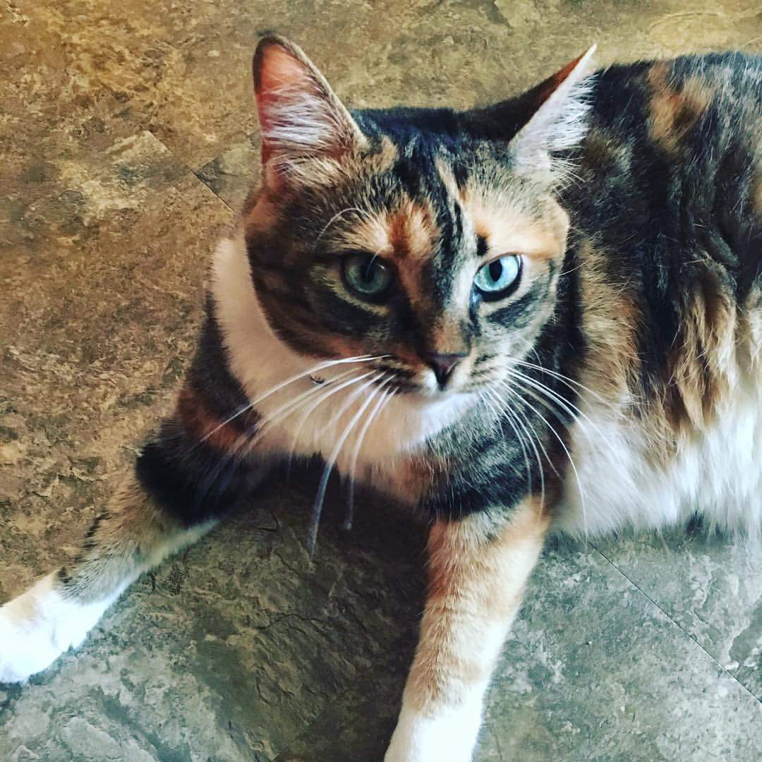 Image of Delilah, Lost Cat
