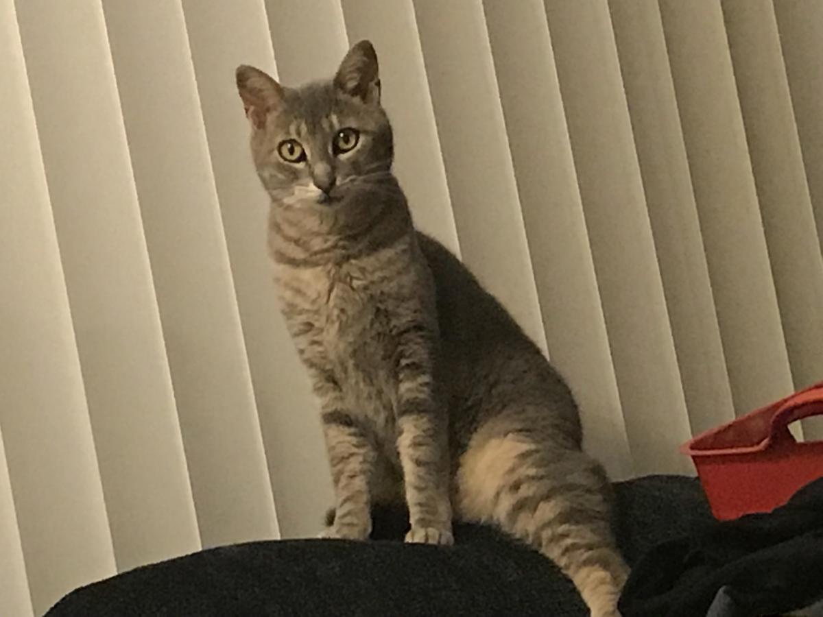 Image of Leia, Lost Cat