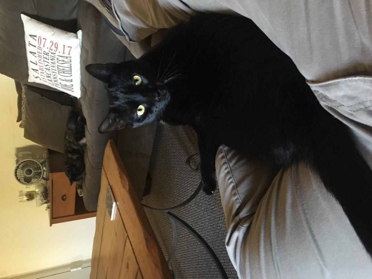 Image of Poe, Lost Cat