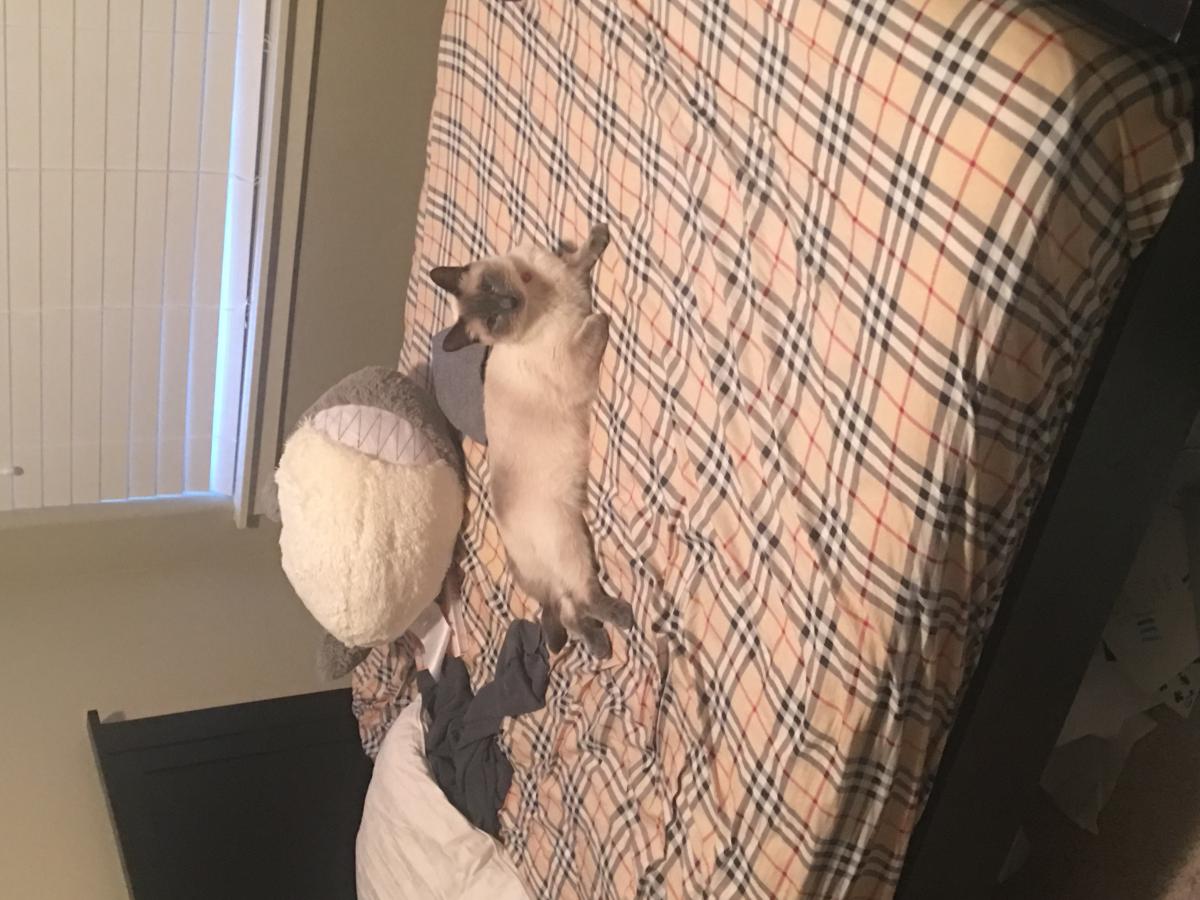 Image of Marshmallow (Momo), Lost Cat